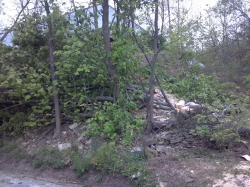 [Hearth.com] big ugly norway maple is DOWN...