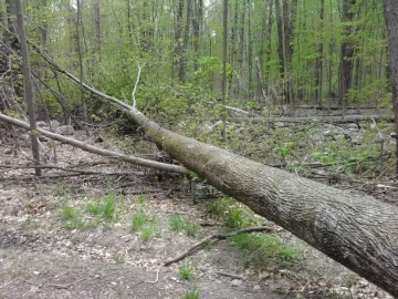 [Hearth.com] Shoulder season wood? (Wood ID)