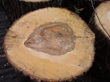 [Hearth.com] Shoulder season wood? (Wood ID)