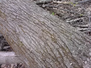 [Hearth.com] Shoulder season wood? (Wood ID)