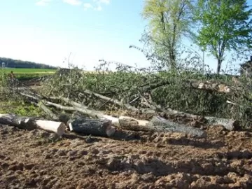 [Hearth.com] Free Maples