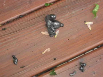 [Hearth.com] Found this on my deck...should I be concerned?
