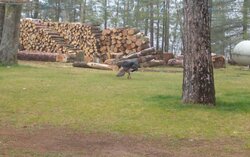 Big Tom likes gaurding my firewood