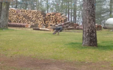 [Hearth.com] Big Tom likes gaurding my firewood