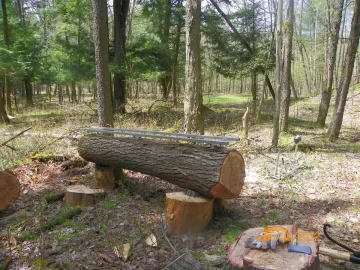 [Hearth.com] Hemlock Milled Today