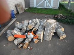 My first haul of wood with first saw!