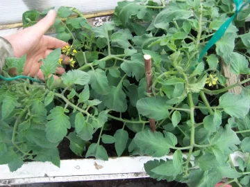 [Hearth.com] GH Tomatoes blooming