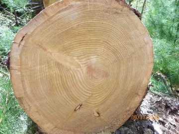 [Hearth.com] White Pine Milled on 5-11-2012