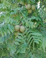 walnut_tree-s.jpg