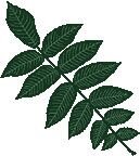 butternut-leaf.jpg