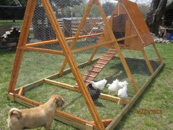 backyard chickens-  a sure way to get you in trouble with your town