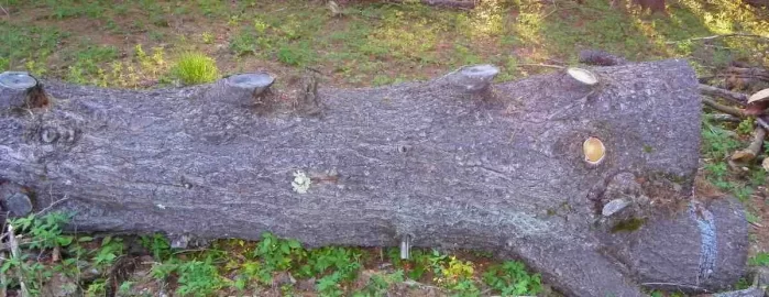 [Hearth.com] Wider Slab for a Coffee Table