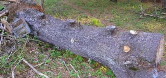 [Hearth.com] Wider Slab for a Coffee Table