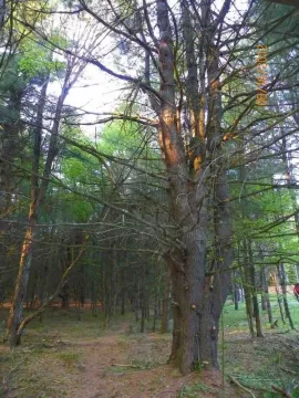 [Hearth.com] Pileated Woodpecker Damage