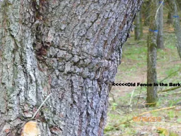 [Hearth.com] Pileated Woodpecker Damage