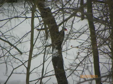 [Hearth.com] Pileated Woodpecker Damage