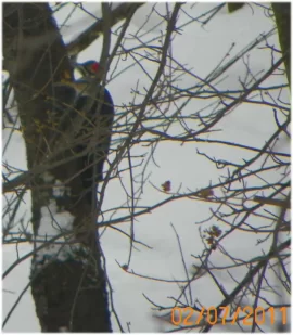 [Hearth.com] Pileated Woodpecker Damage
