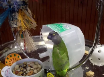 [Hearth.com] Parrot Fort...