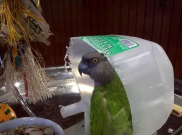 [Hearth.com] Parrot Fort...