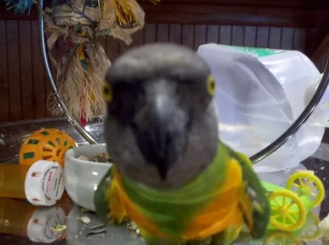 [Hearth.com] Parrot Fort...