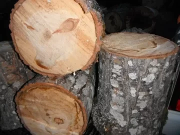 [Hearth.com] My first haul of wood with first saw!