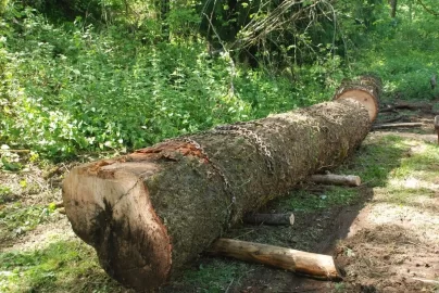[Hearth.com] A big beautiful blow down.