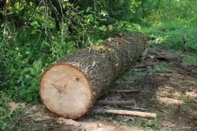 [Hearth.com] A big beautiful blow down.