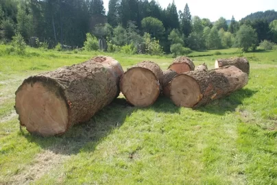 [Hearth.com] A big beautiful blow down.