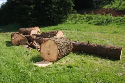 [Hearth.com] A big beautiful blow down.