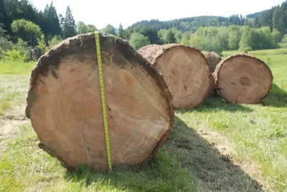 [Hearth.com] A big beautiful blow down.
