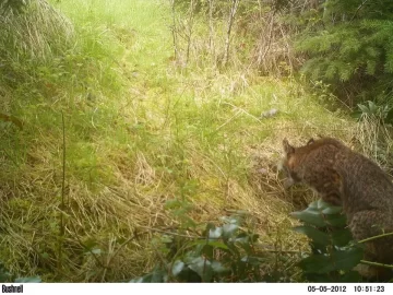 [Hearth.com] Finally caught my kitty