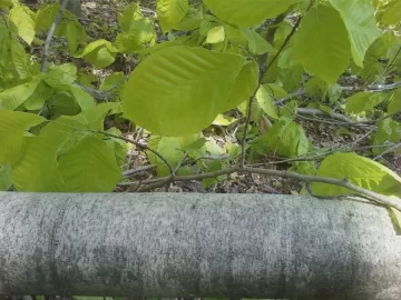 [Hearth.com] Tree ID help