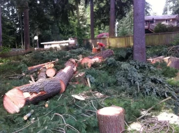 [Hearth.com] Destroyed Fence and garden bed = 5  trees worth of free firewood!