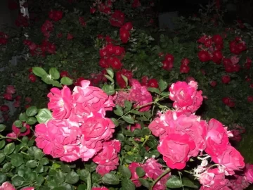 [Hearth.com] Night Pictures Around The Yard