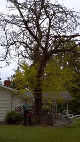 [Hearth.com] Honey Locust Today -Now With Pics