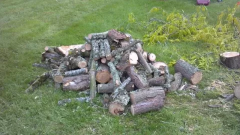 [Hearth.com] Honey Locust Today -Now With Pics