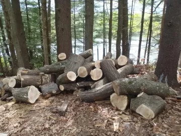 [Hearth.com] Honey Locust Today -Now With Pics