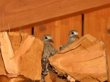 [Hearth.com] Doves nesting in the woodshed