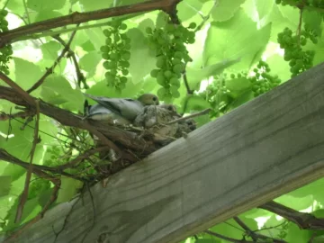 [Hearth.com] Doves nesting in the woodshed