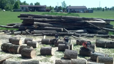 [Hearth.com] River Birch