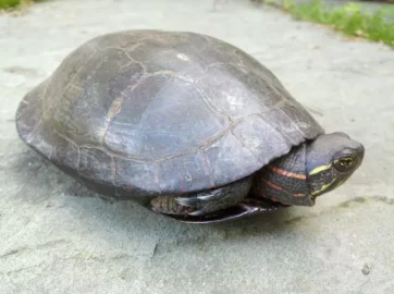 [Hearth.com] Painted turtle pics....
