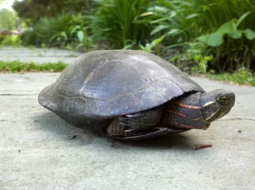 [Hearth.com] Painted turtle pics....
