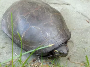 [Hearth.com] Painted turtle pics....