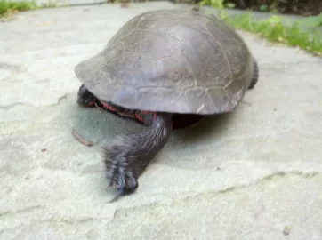 [Hearth.com] Painted turtle pics....