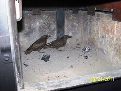 Birds in Stove - Another First