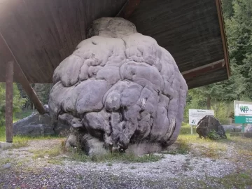 [Hearth.com] Big  Burls