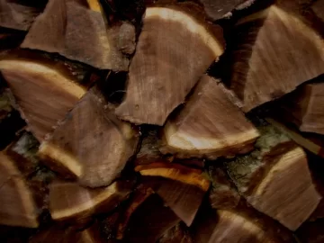 [Hearth.com] Tree Management Paying Dividends
