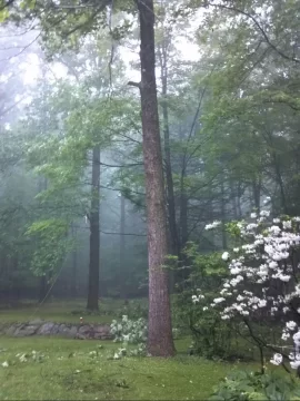 [Hearth.com] 80' tulip poplar down
