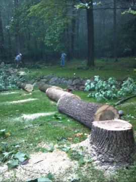 [Hearth.com] 80' tulip poplar down