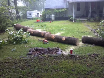 [Hearth.com] 80' tulip poplar down